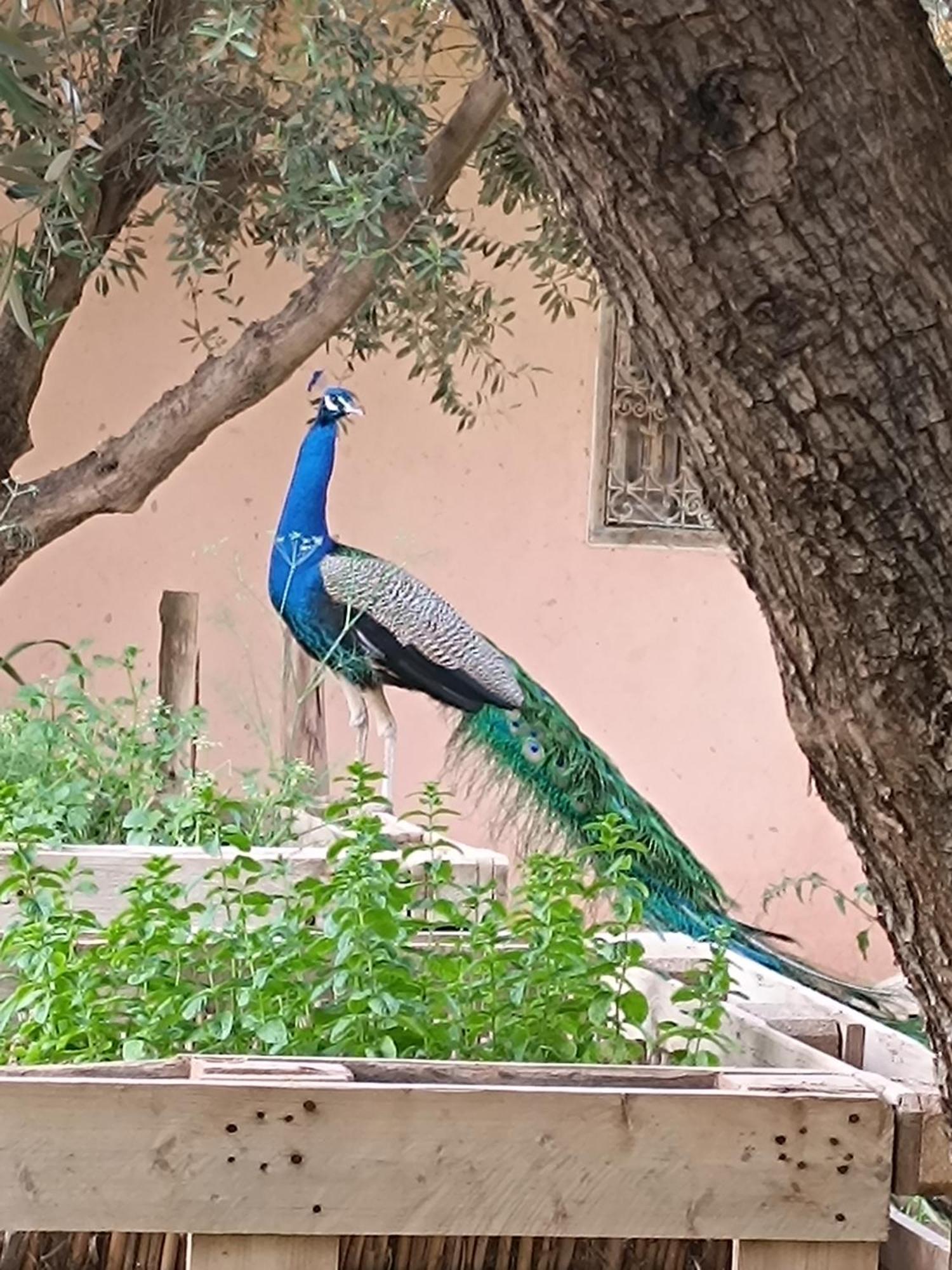 Jardin Sakina - Chambre D'Hotes Oulad Moumene Kültér fotó